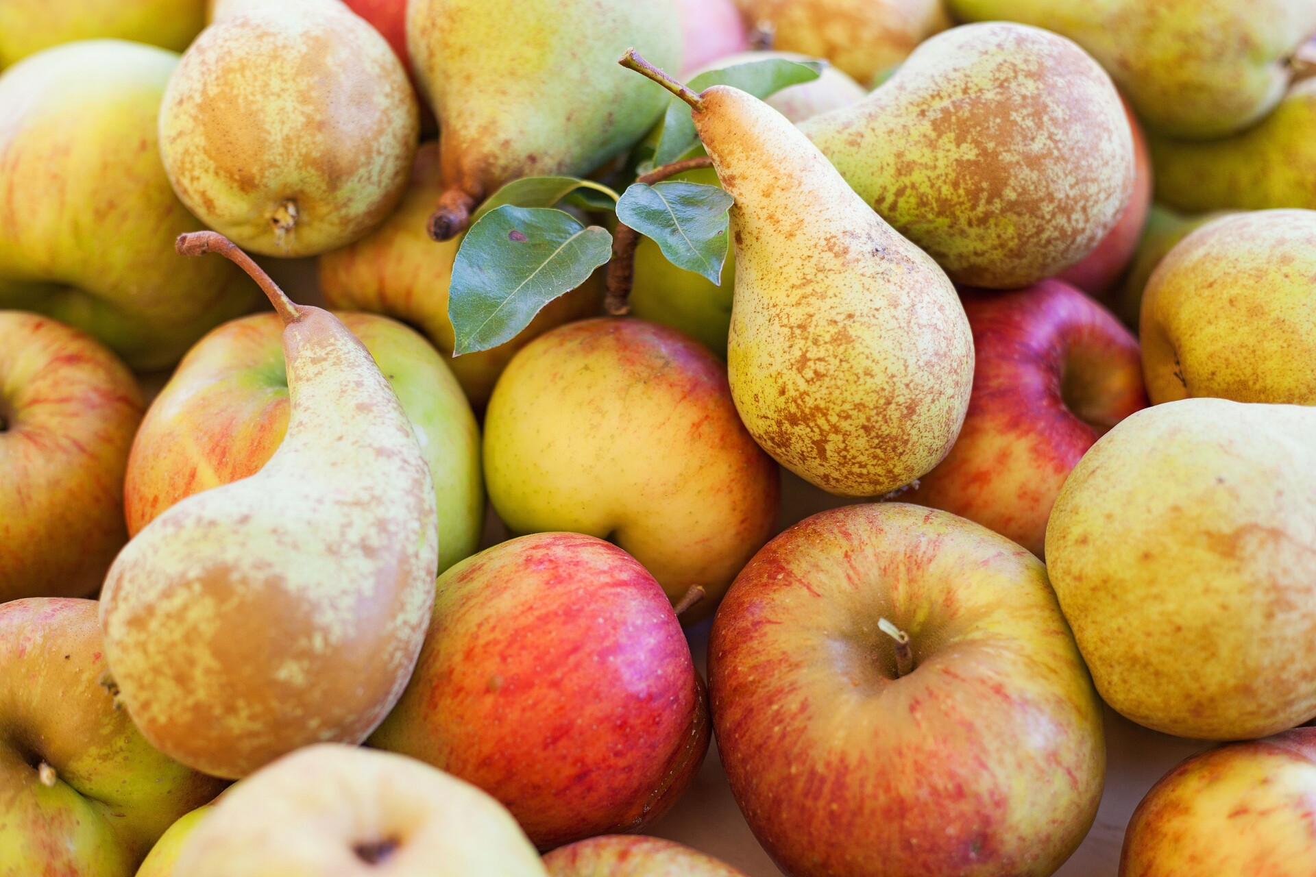 Peren geel rood